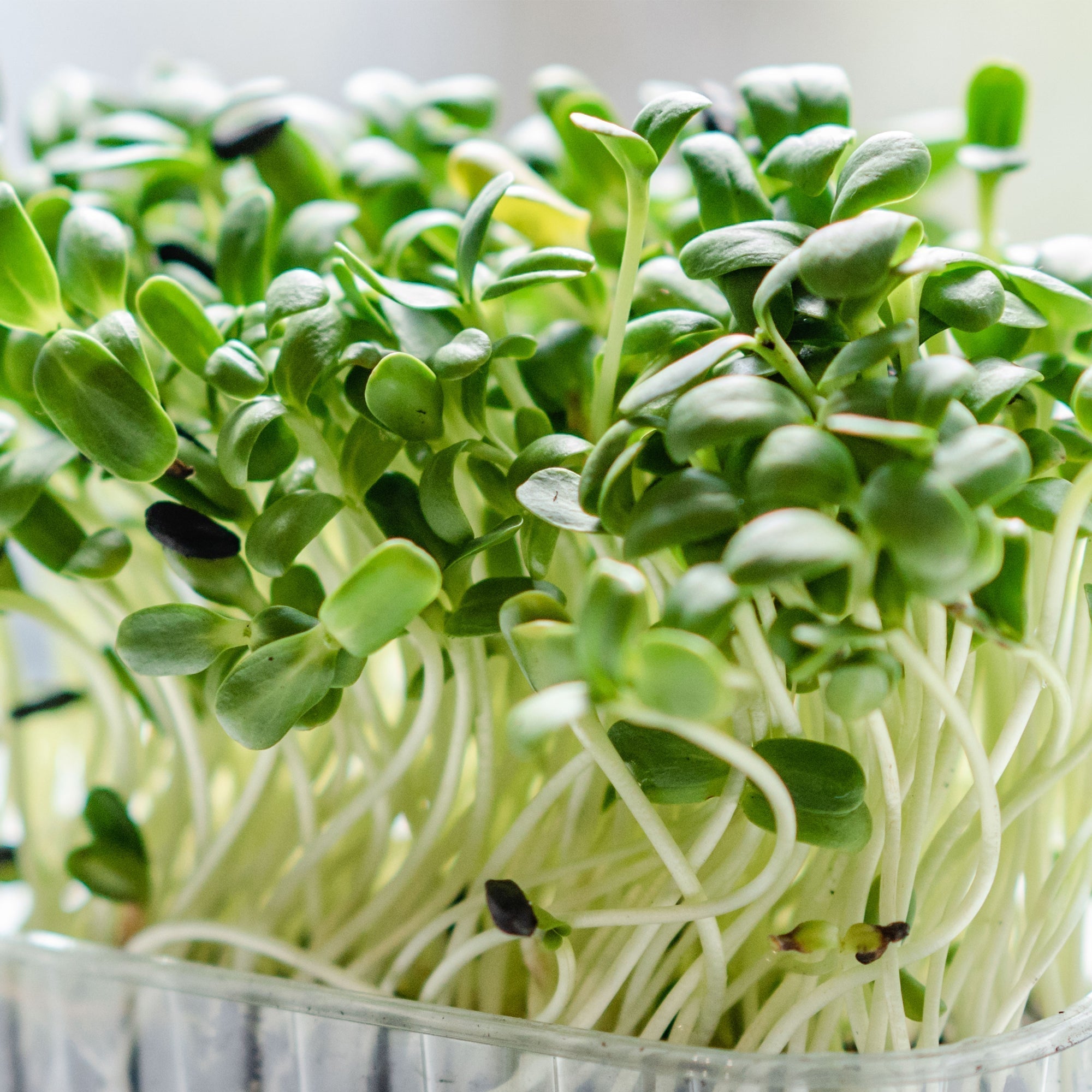 Microgreens 101: A Beginner's Guide