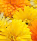 Calendula Bon Bon Mix - Edible Flowers - 50 Seeds