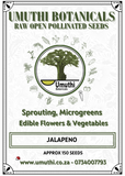 Capsicum Jalapeno M - Approx 140 seeds - Raw Open Pollinated