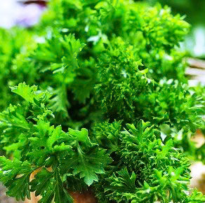 Parsley Herb - 125 Seeds