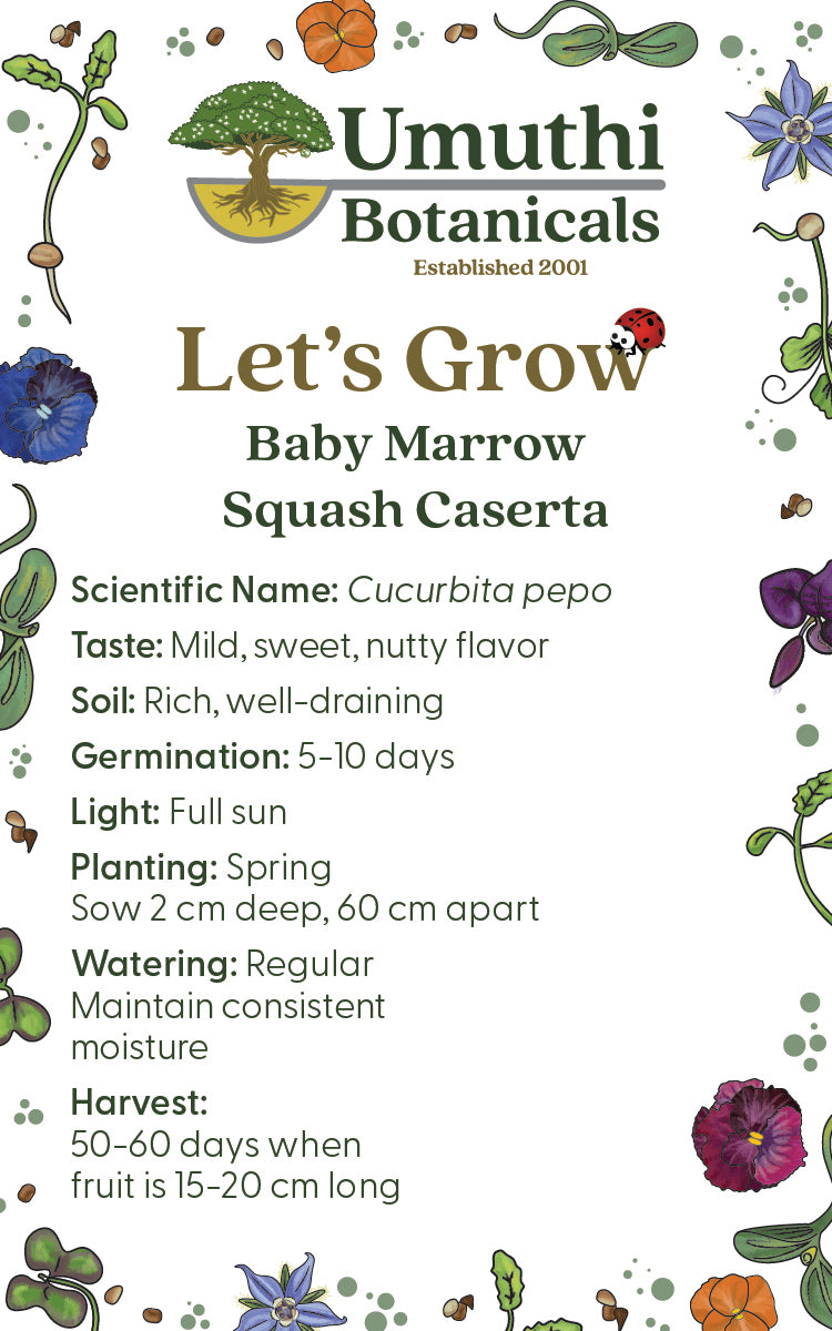 Baby Marrow - 40 Seeds