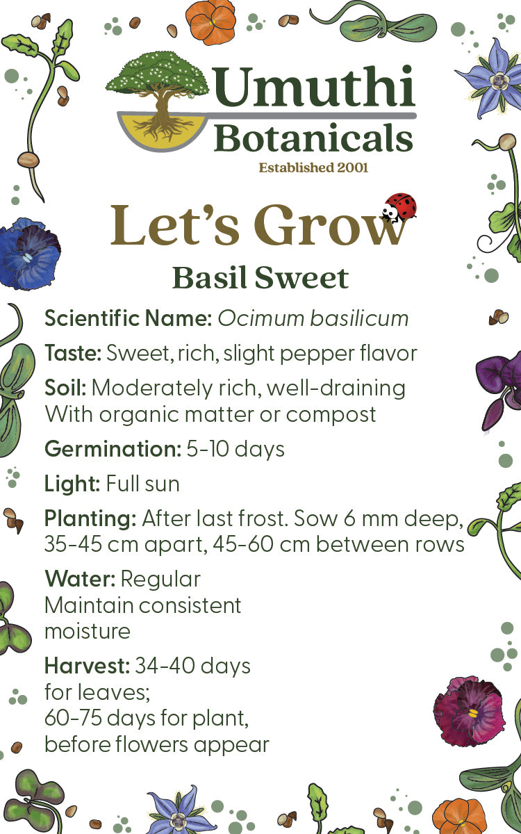 Basil Sweet Herb - 125 Seeds