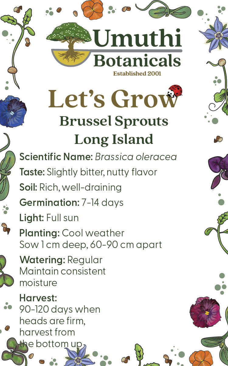 Brussel Sprouts Long Island - 200 Seeds