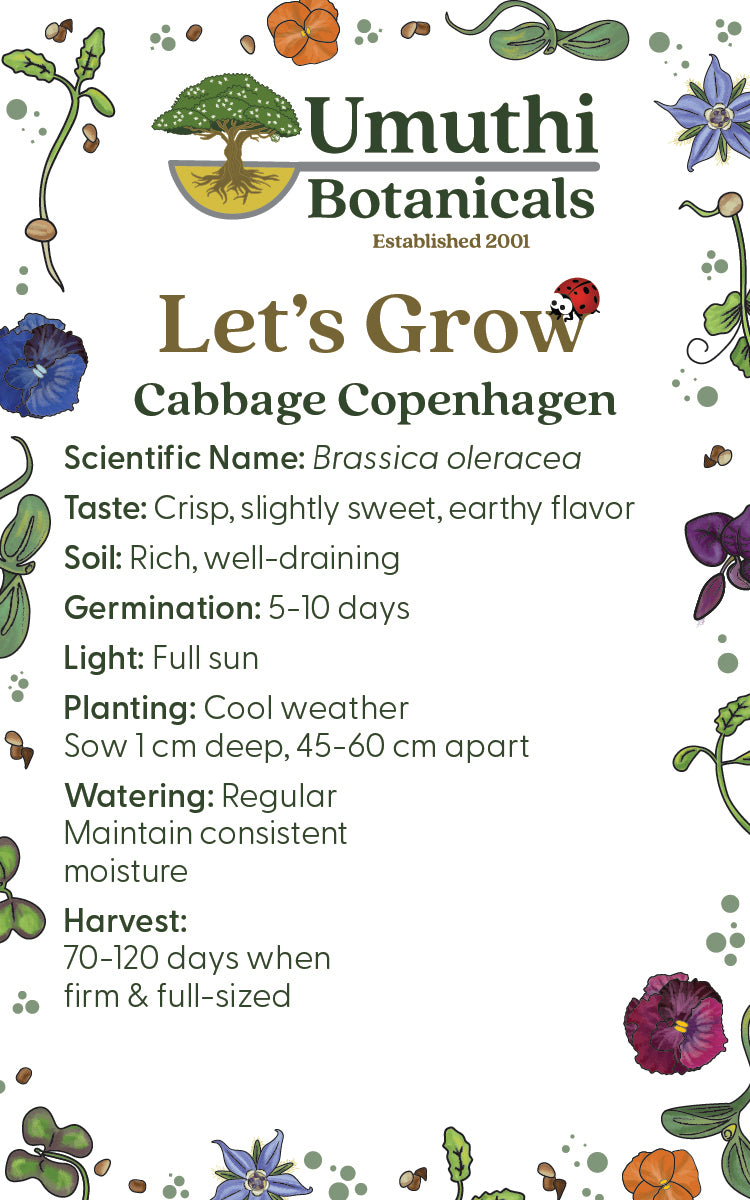 Cabbage - Copenhagen - 200 Seeds