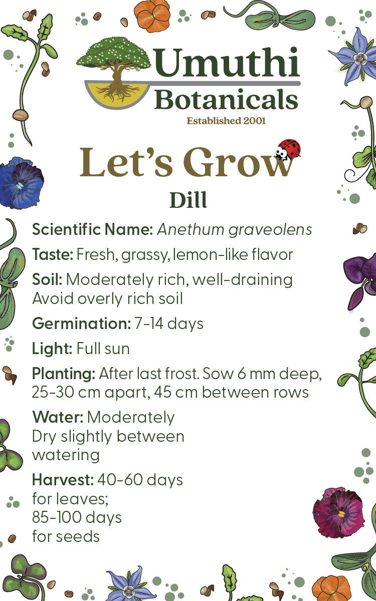 Dill Herb - 125 Seeds