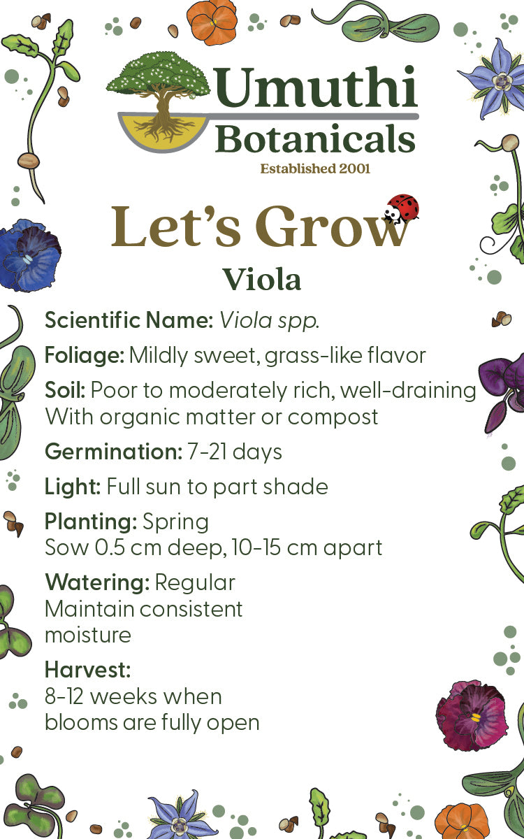 Viola Sorbet Delft Blue - Edible Flowers - 50 Seeds