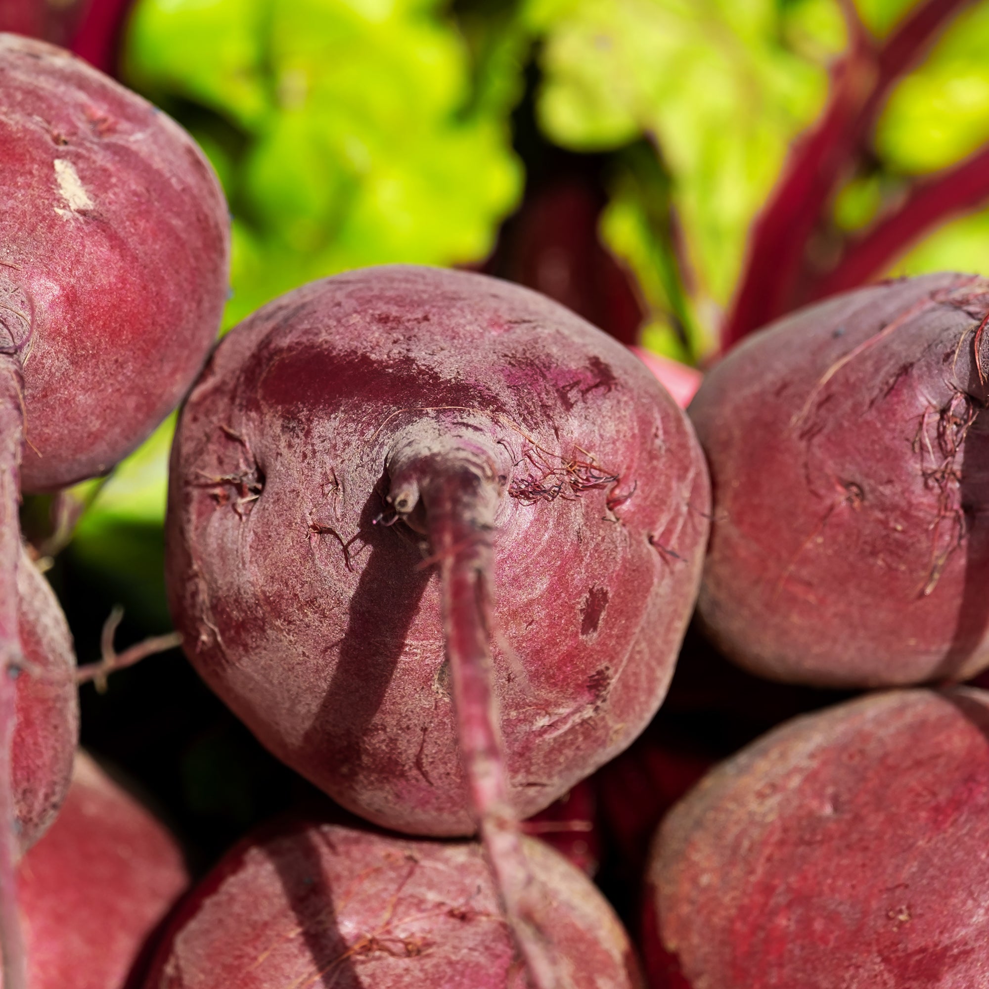 Beetroot - Bulls Blood - 140 Seeds
