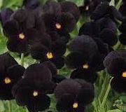 Viola Black Delight - Edible Flowers - 50 Seeds