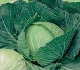 Cabbage - Copenhagen - 200 Seeds