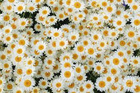 Chamomile Seed - Edible Flowers - 5 grams