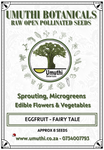 Eggfruit Fairy Tale - 8 Seeds - Raw Open Pollinated