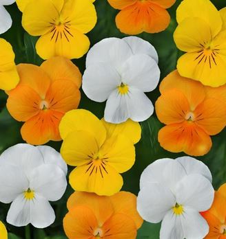 Viola Sorbet Citrus Mix - Edible Flowers - 50 Seeds