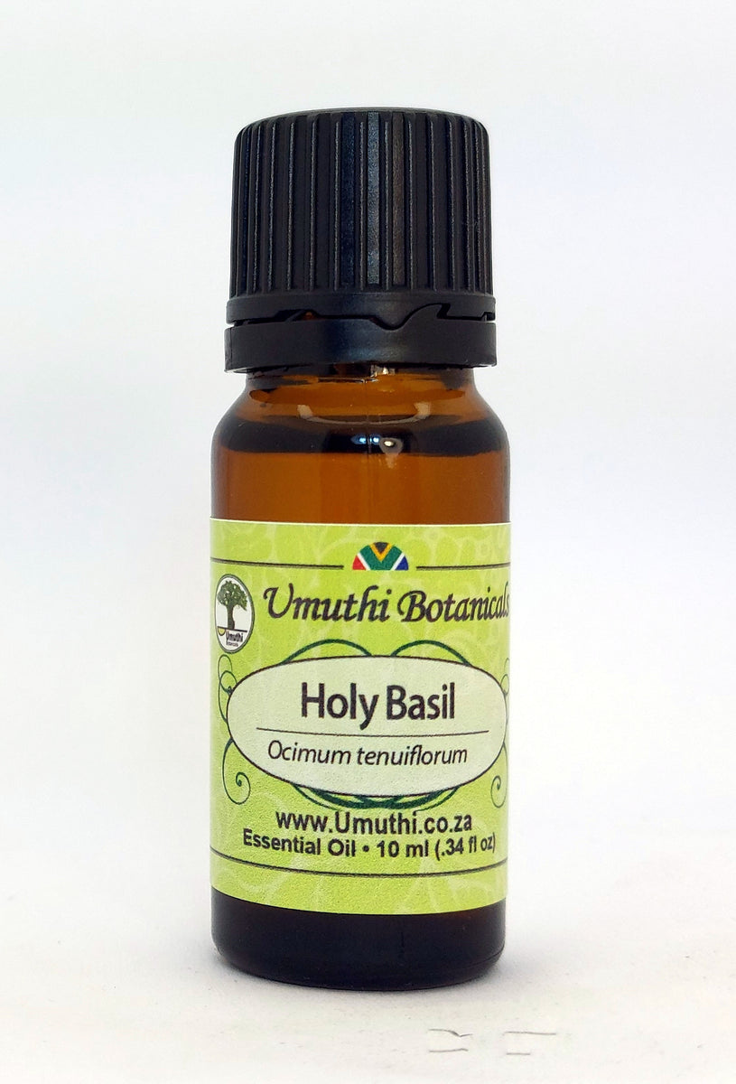 BASIL HOLY ocimum tenuiflorum 100 Pure umuthi .za