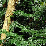 Balsam peru Botanical name: Myroxylon peruiferum