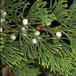 Cedarwood oil (virginian) Botanical name: Juniperus virginiana