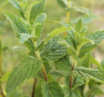 Peppermint oil Botanical name: Mentha piperita