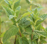 Peppermint oil Botanical name: Mentha piperita