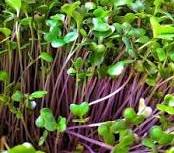 PURPLE KOHLRABI SEEDS - Brassica Oleracea - Heirloom - Microgreens
