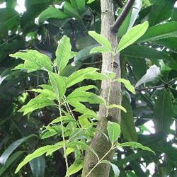 Sandalwood oil blend Botanical name: Santalum album