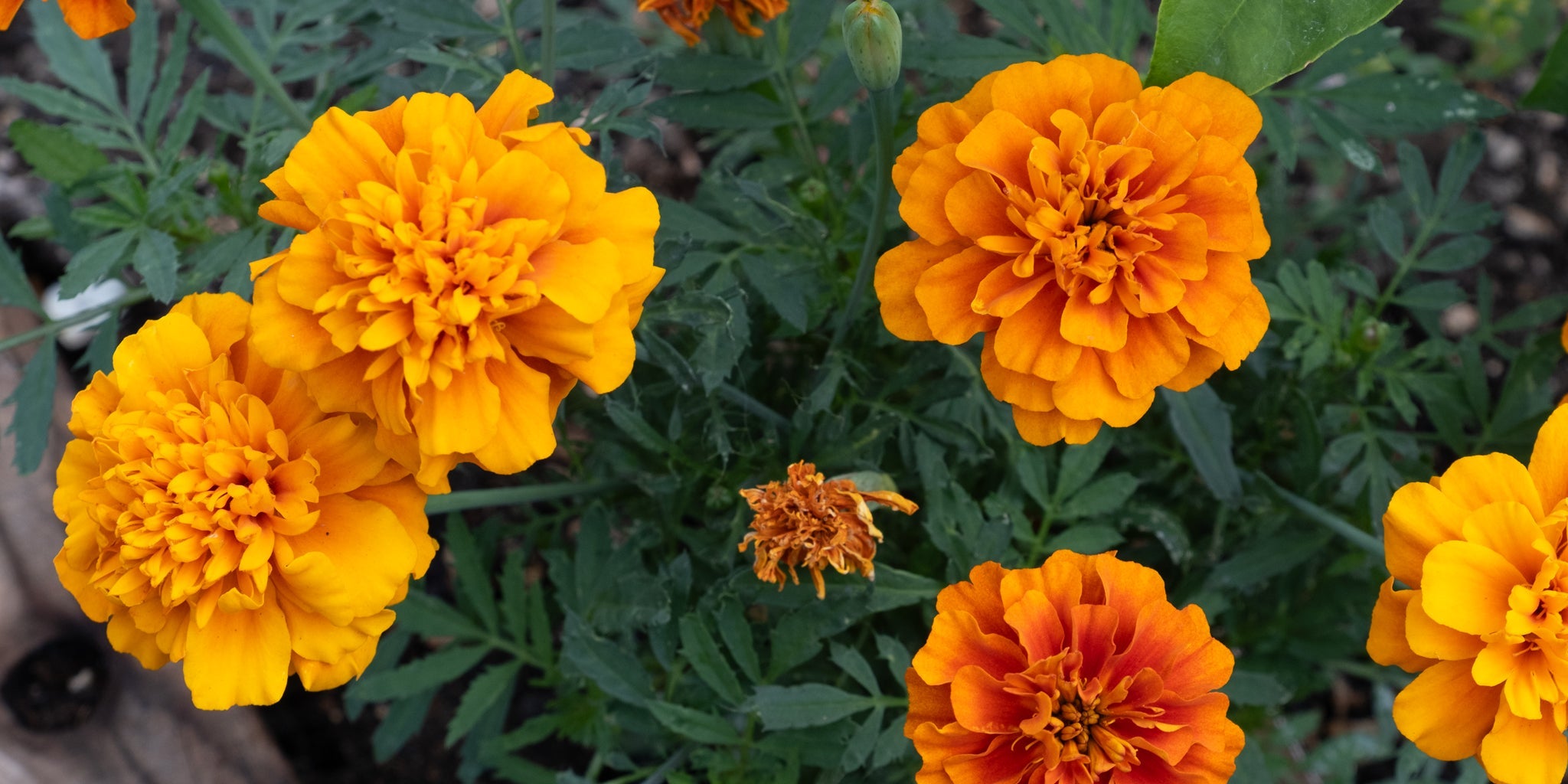 Edible Flowers
