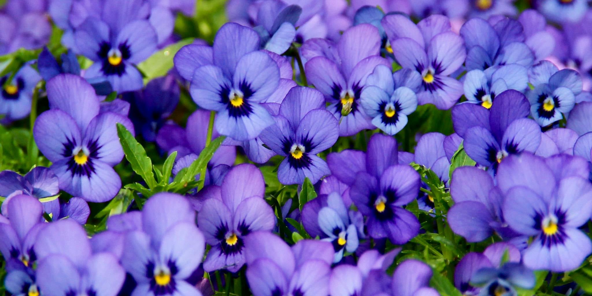 Viola Edible Flowers