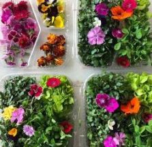  Vegetable, Herb & Edible Flowers