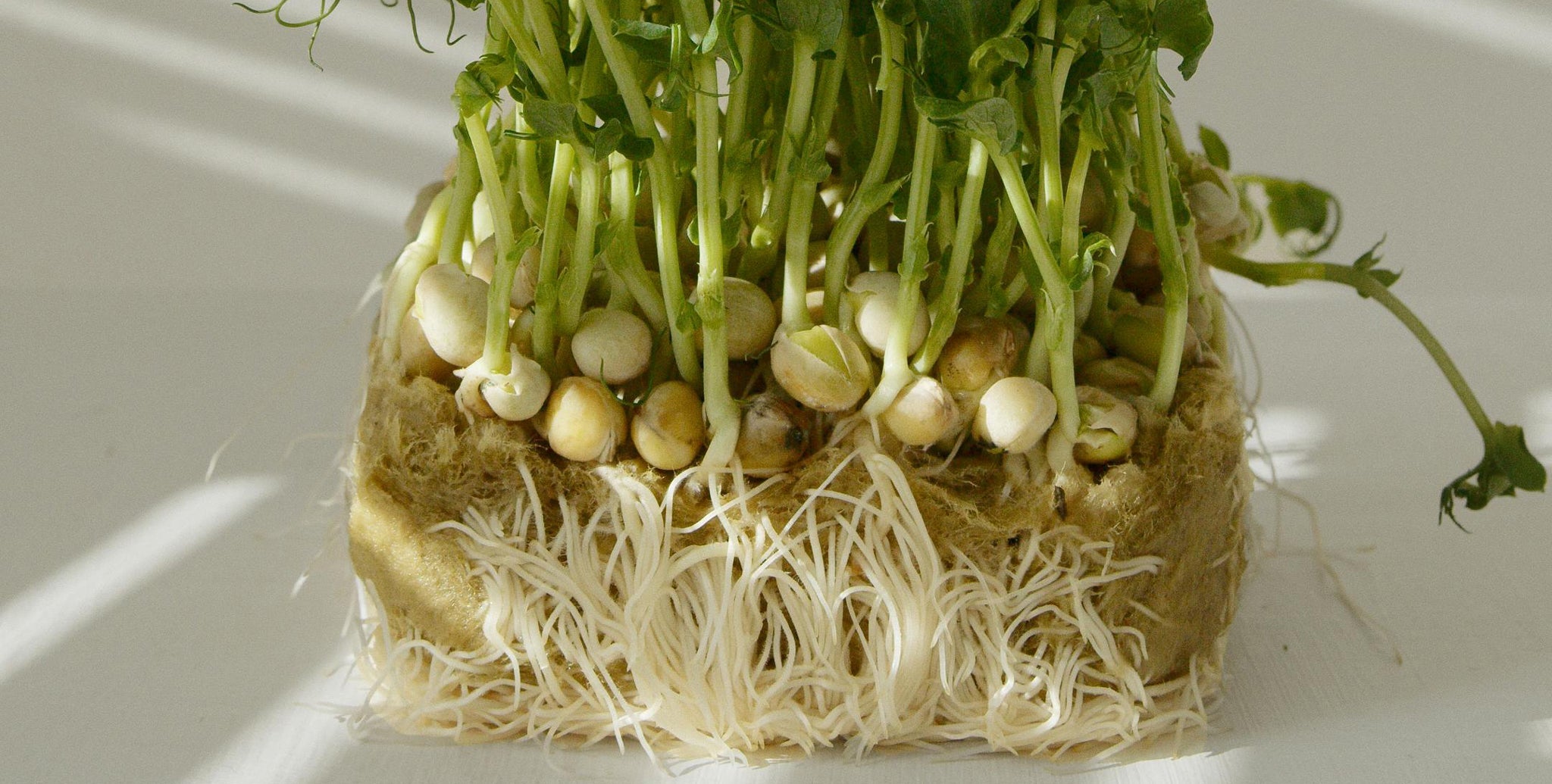 Microgreen & Sprouting Seeds