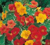 Nasturtium Alaska Seed Mix - Edible Flowers - 5 grams