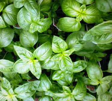 Basil Sweet - Approx 125 seeds - Raw Open Pollinated