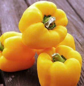 Bell Pepper Yellow - 50 Seeds
