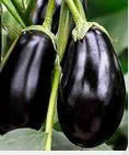 Brinjal - Black Beauty - 200 Seeds