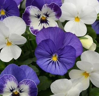 Viola Sorbet Blue Sundae - Edible Flowers - 50 Seeds