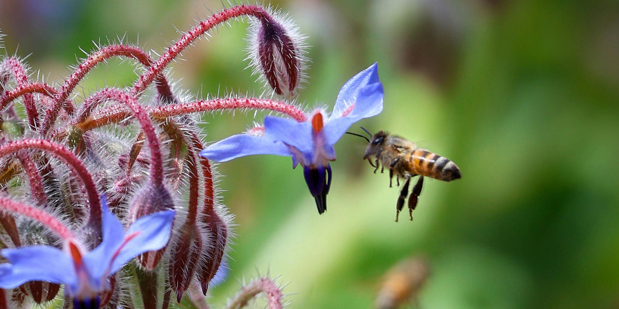 Borage Seed - Edible Flowers - 5 grams
