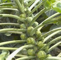 Brussel Sprouts Long Island - 200 Seeds