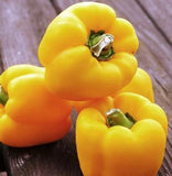 Yellow bell pepper- Capsicum Kavango - Approx 50 seeds - Raw Open Pollinated