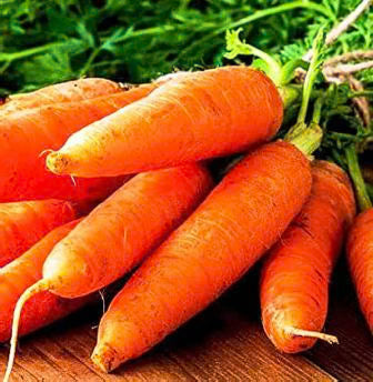 Carrot Cape Market Seed - 700 Seeds