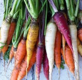 Carrot Rainbow MIx- Approx 700 seeds - Raw Open Pollinated