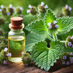 Catnip Hydrosol - Nepeta cataria