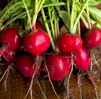 Radish Cherry Belle - 180 Seeds