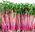 Radish China Rose - Natural & Untreated - Microgreens