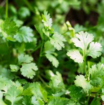 Coriander Herb - 100 Seeds