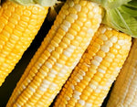 Corn Organic Non GMO - 25  Seeds