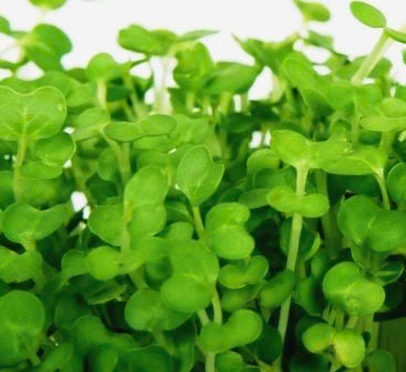 Cress Garden Herb - 40 Seeds