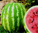 Watermelon - Crimson Sweet - Approx 20 -  Raw Open Pollinated