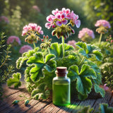 GERANIUM ROSE OIL - Pelargonium graveolens