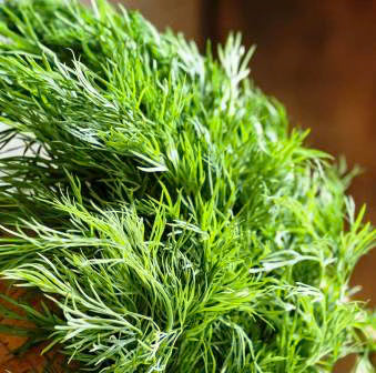 Dill Herb - 125 Seeds