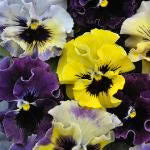 Viola Frizzle Sizzle Mini Mix - Edible Flowers - 50 Seeds