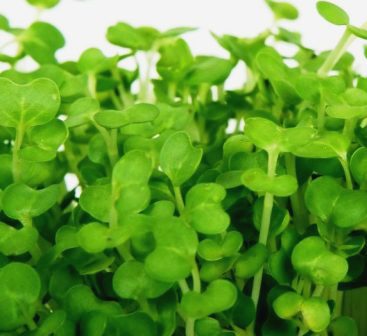 Cress Garden - Approx 400 seeds - Raw Open Pollinated