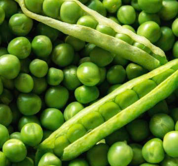 Peas - Greenfeast - 30 Seeds