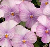 Viola Sorbet Lavender Pink - Edible Flowers - 50 Seeds